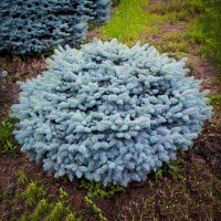  Ялина колюча Глаука Глобоза Glauca Globosa штамб 70 см С60л, крона 100см діамтр