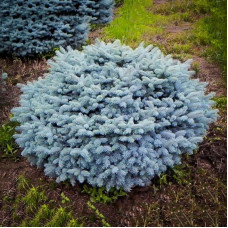  Ялина колюча Глаука Глобоза Glauca Globosa штамб 70 см С60л, крона 100см діамтр