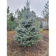Ялинка Кейбаб с80л 2,5м