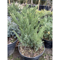 Ялівець козацький Tamariscifolia 3 річний с2
