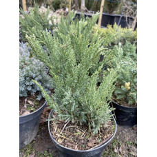 Ялівець козацький Tamariscifolia 3 річний с2