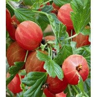 Аґрус "Hinnonmaki Rot"