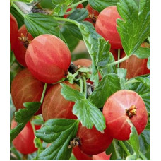 Аґрус "Hinnonmaki Rot"