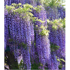 Гліцинія "Blue Sapphire" с5л