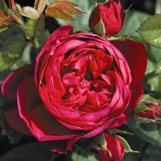 Аскот Ascot Чайно гібридна 4л