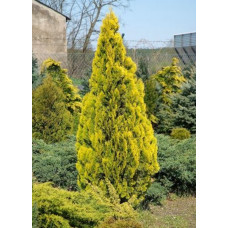 Туя східна «Пірамідаліс Карчу» (Pyramidalis Karcsu) h160-180
