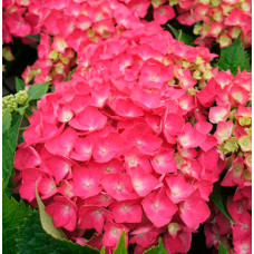 Гортензія крупнолиста 'Люцифер' (Hydrangea macrophylla 'Leuchtfeuer')
