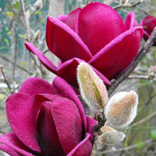 Магнолія Суланжа «Джені» — Magnolia soulangiana «Genie» C7,5