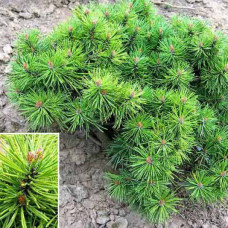 Сосна гірська Хессе (Pinus mugo Hesse) с5