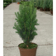Тис середній Хіллі (Taxus media Hillii) 80см