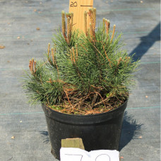 Сосна гірська Пуміліо (Pinus mugo var. Pumilio) с3